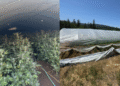 Deputies Seize Nearly 7,000 Marijuana Plants in Northern California Drug Bust