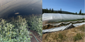 Deputies Seize Nearly 7,000 Marijuana Plants in Northern California Drug Bust