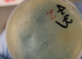 Feds Charge Another Chinese Citizen With Smuggling Biological Materials for Lab Work